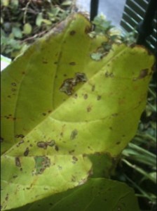 aguacate con bordes mordisqueados aguacate con bordes mordisqueados