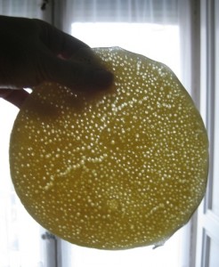 Una tortita de miltrous a contraluz